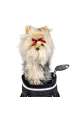 Pokrowiec na główkę kija golfowego Yorkshire Terrier Driver Headcover • Yorkshire Terrier