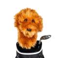 Pokrowiec na główkę kija golfowego Doodle Dog Driver Headcover