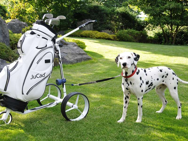 JuCad Dog Leash